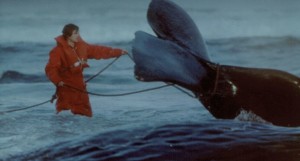 Whale expedition photograph from the Planetviews archive