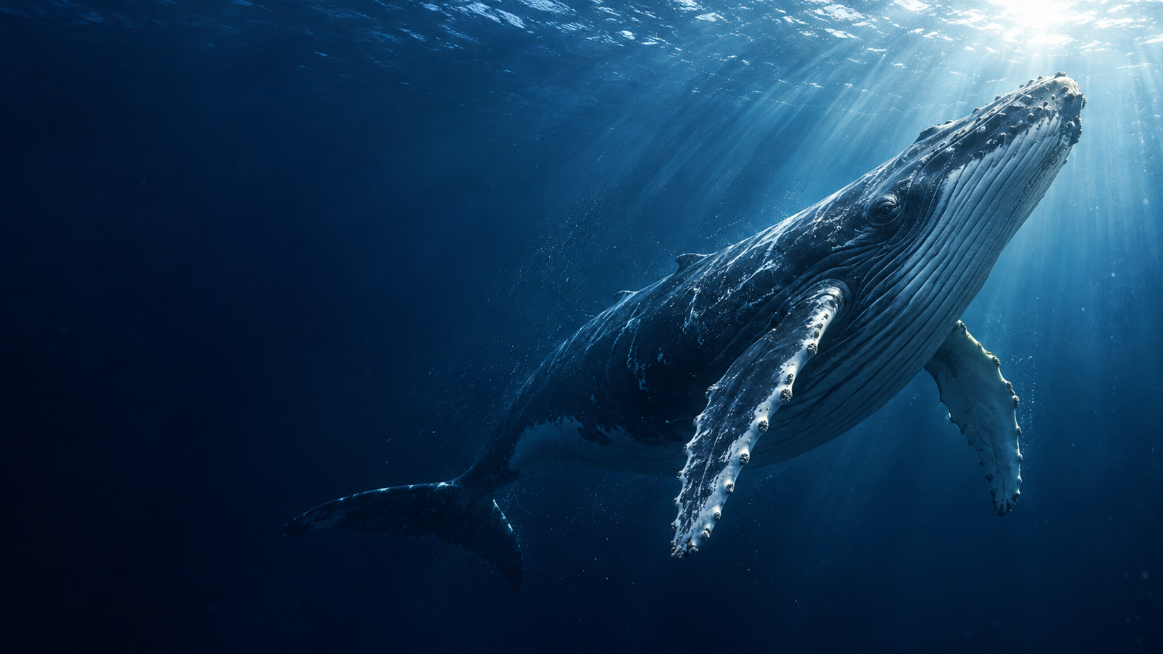A humpback whale rising through blue ocean light — illustrative concept image
